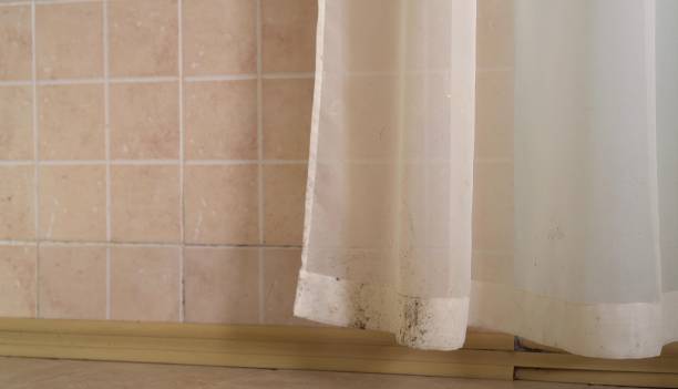  Trenton, MI Mold Removal Pros