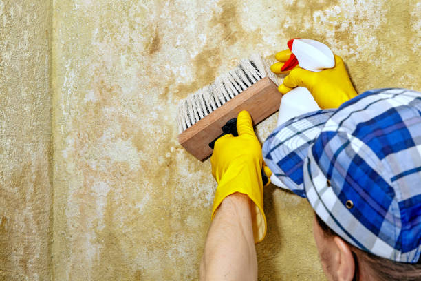 Best Mold Prevention Services  in Trenton, MI