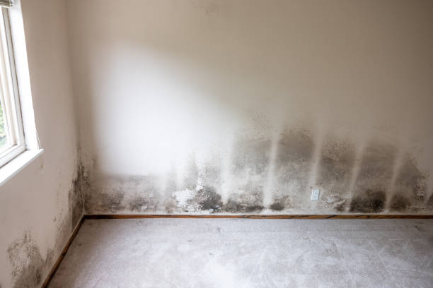 Best Mold Removal for HVAC Installations  in Trenton, MI