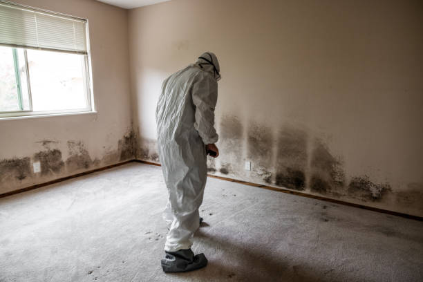 Professional Mold Removal in Trenton, MI
